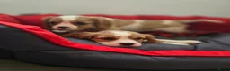 Cavalier King Charles Spaniel dogs for sale: Friendly and playful Cavalier Puppies - Advert 15