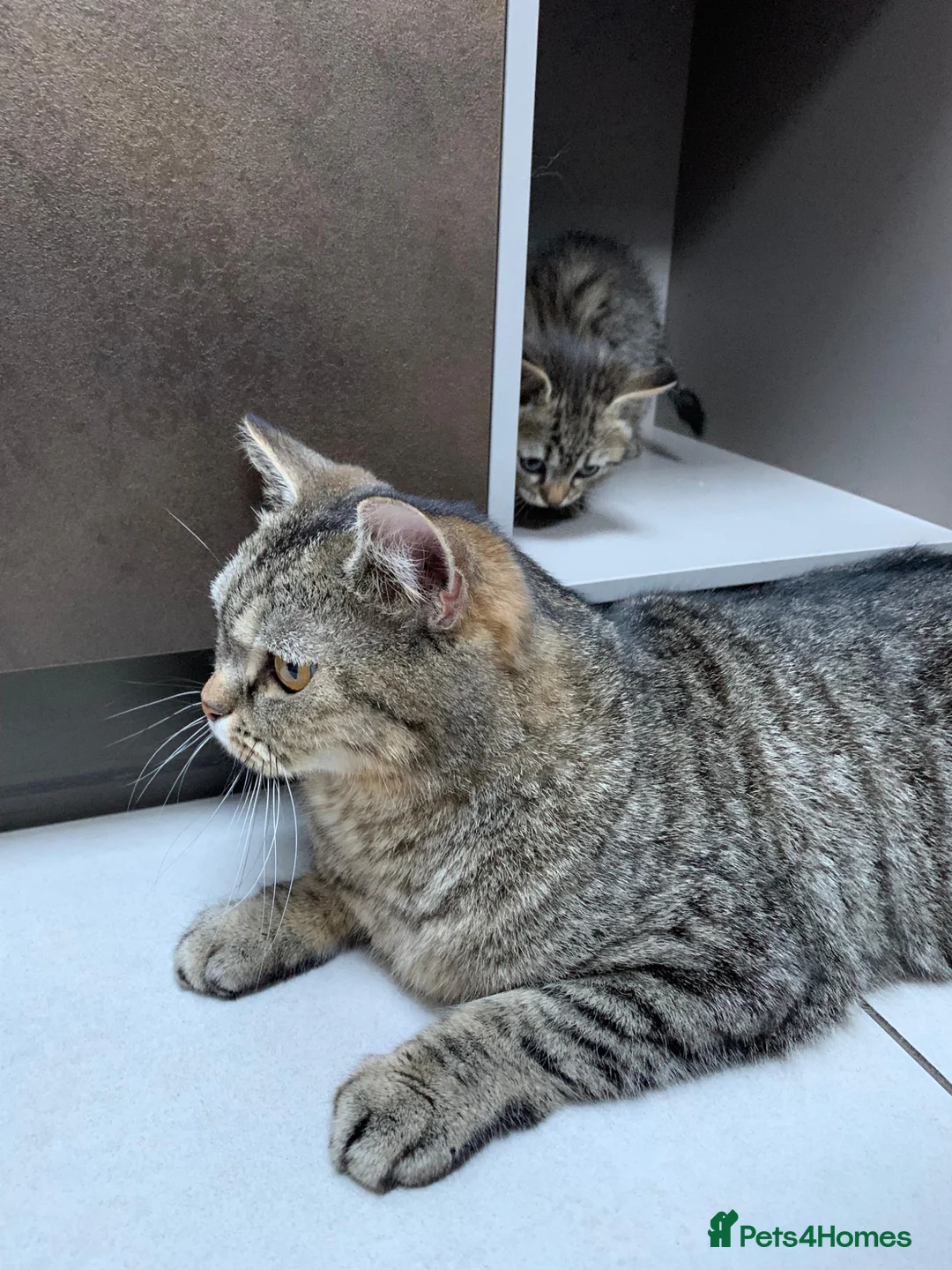Mixed Breed cats for sale: Three female British Tabby kittens  - Advert 5