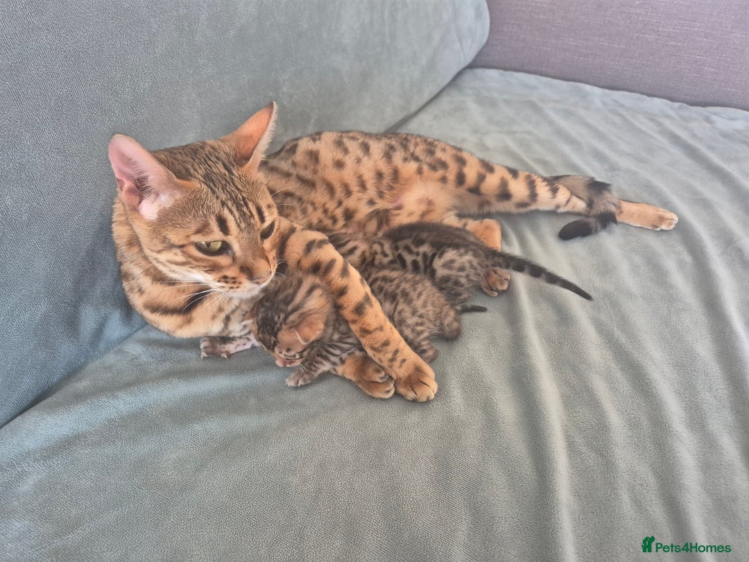 Bengal cats for sale: 2 Gorgeous Bengal - Image 2