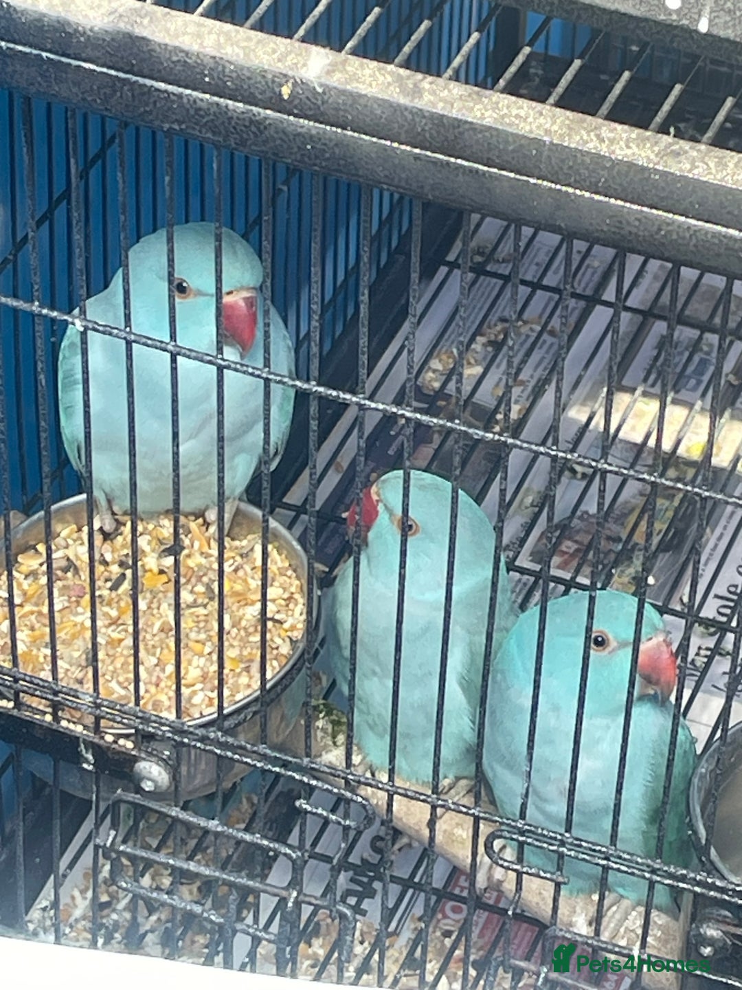 Ringnecks birds for sale: Ringneck in Barking - Image 6