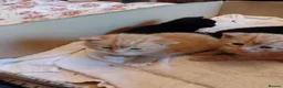 Ragdoll cats for sale: Kittens from loving country cottage home  - Advert 7