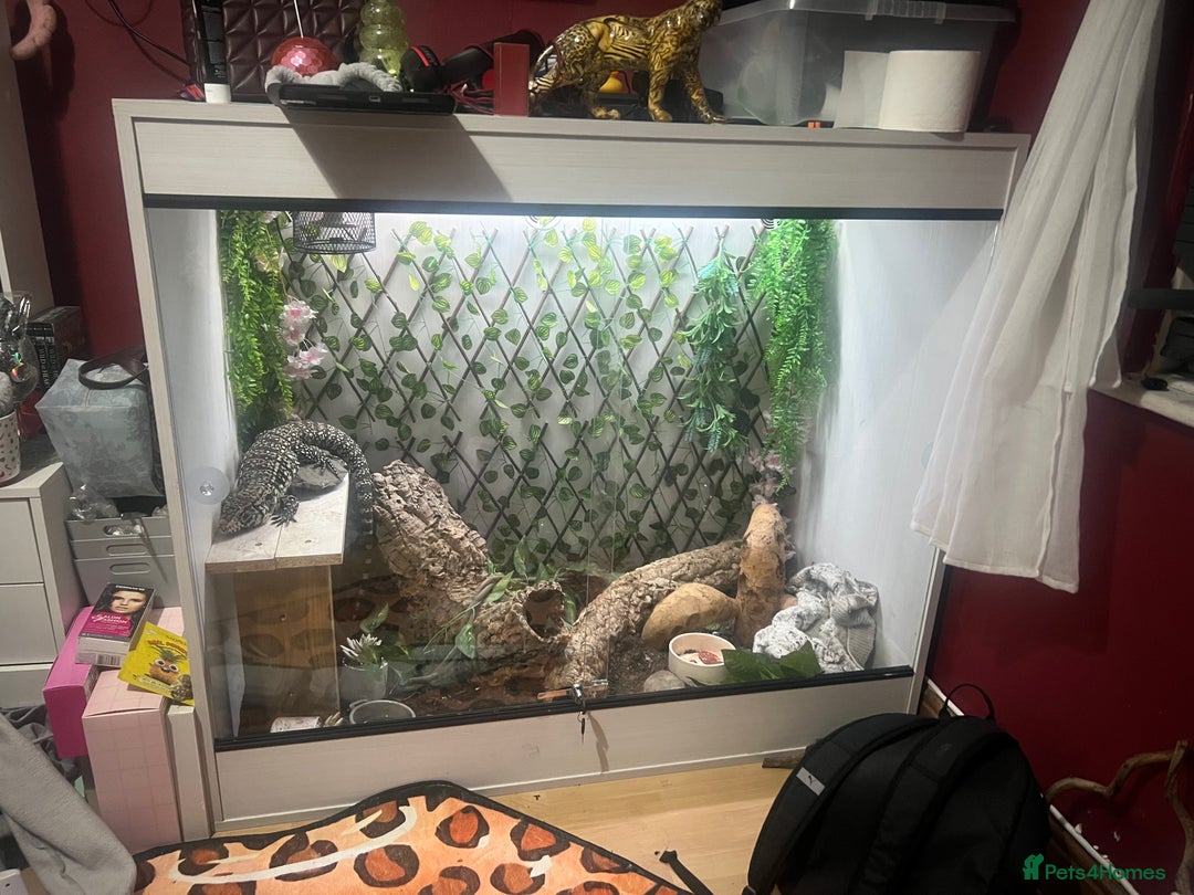 Lizard reptiles for sale: Black and white tegu for sale  - Advert 3