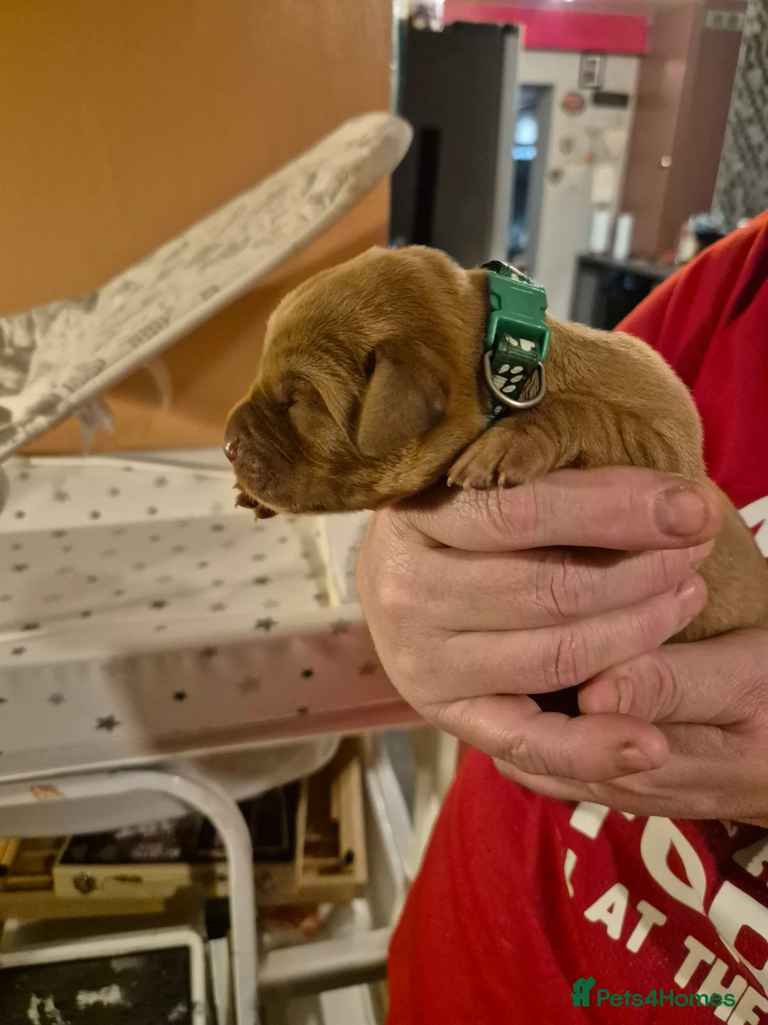 Labrador Retriever dogs for sale: KC Registered Pedigree Labrador Retriever Puppies - Advert 19