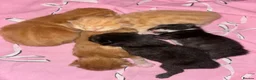 Mixed Breed cats for sale: Kittens for sale - Advert 3