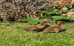 Ducks poultry for sale: Day old female ducklings  - Image 5
