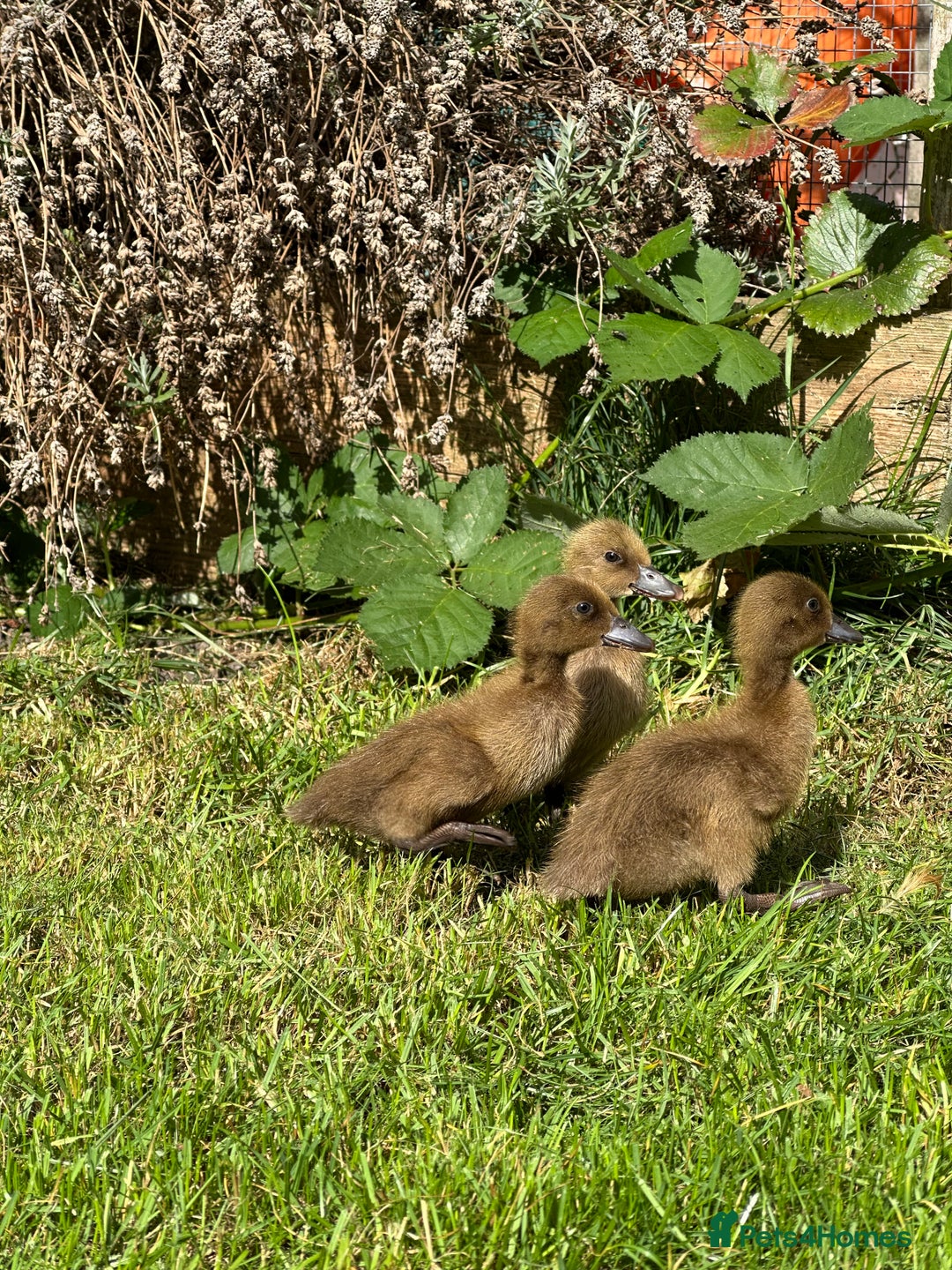 Ducks poultry for sale: Day old female ducklings  - Image 5