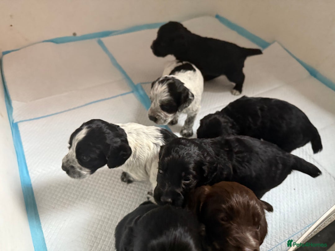 Cocker Spaniel dogs for sale: Beautiful cocker spaniel puppies - Advert 2