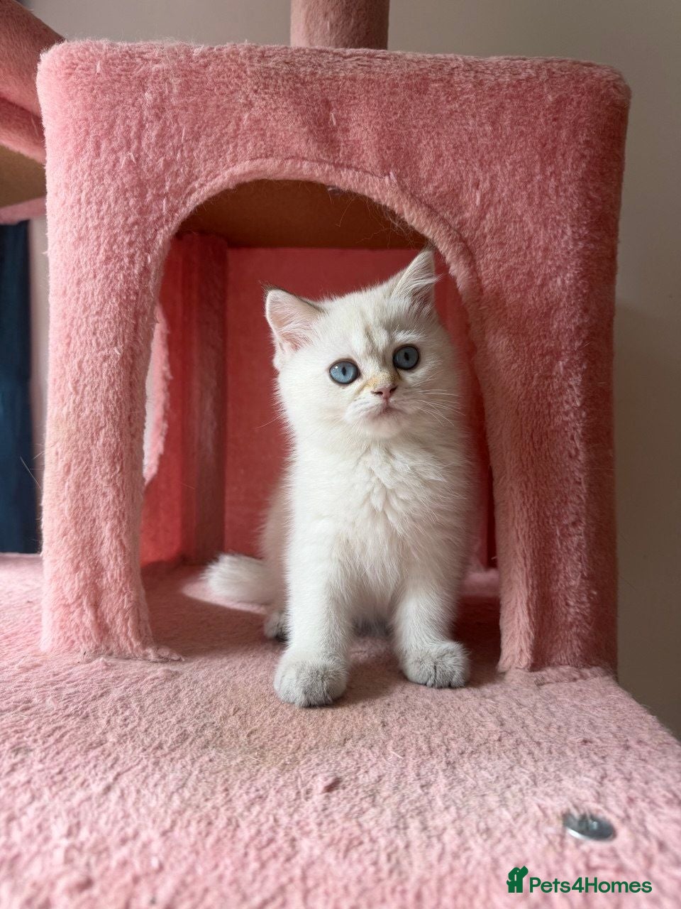 British Longhair cats LOOKING FOR A NEW HOME VACCINATED - Advert 6