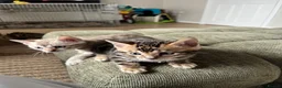 Bengal cats for sale: Stunning Bengal boy  - Advert 2