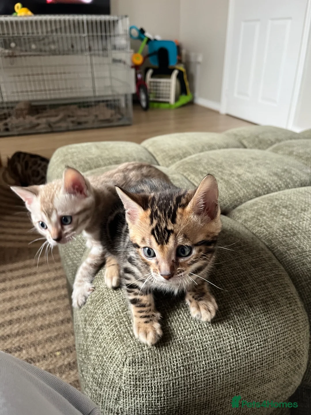 Bengal cats for sale: Stunning Bengal boy  - Advert 2