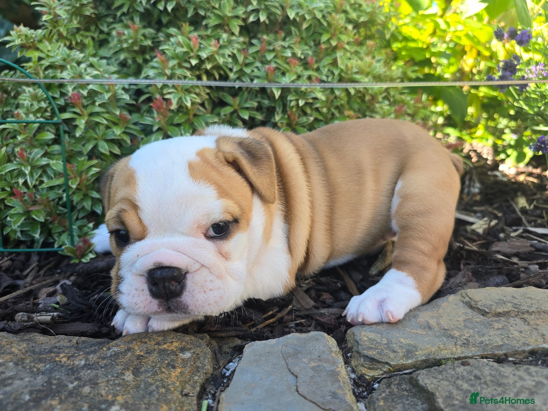 English Bulldog dogs for sale: Stunning English Bulldog Puppies  - Image 8