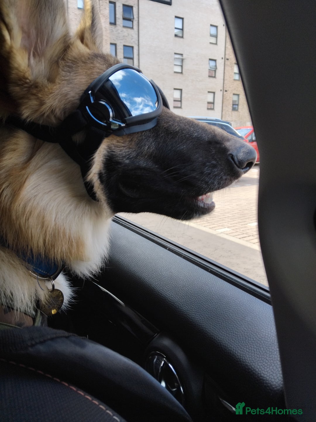 German Shepherd dogs for stud: Ragnar the German Shepherd stud - Advert 19