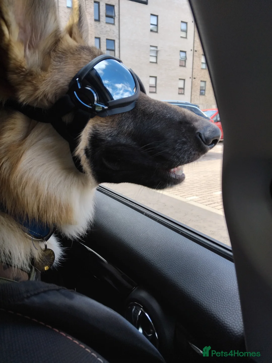 German Shepherd dogs for stud: Ragnar the German Shepherd stud - Advert 19