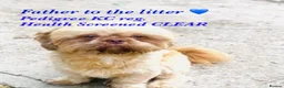 Shih Tzu dogs for sale: 💙 FLUFFY TEDDY BEAR SHIH TZU BOYS 💙 - Advert 13