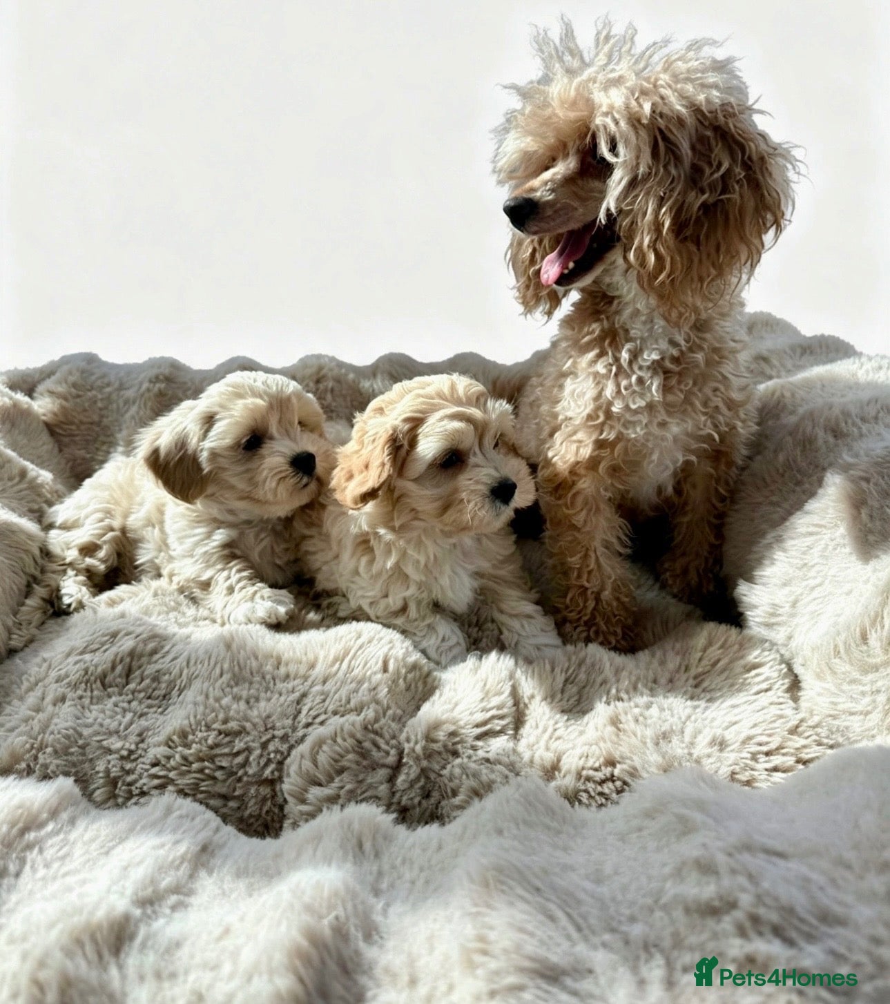 Maltipoo dogs Maltipoo puppys  - Advert 1