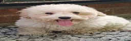 Maltipoo dogs for sale: F1 Maltipoo Puppies For Sale  - Advert 15
