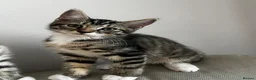Mixed Breed cats for sale: 5 Beautiful friendly kittens - Advert 13