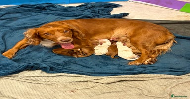 Cocker Spaniel dogs KC Registered Working Cocker Spaniel Puppies  - Advert 12