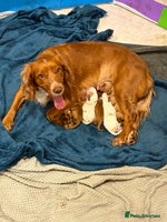 Cocker Spaniel dogs KC Registered Working Cocker Spaniel Puppies - Advert 6