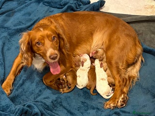 Cocker Spaniel dogs - Advert 1