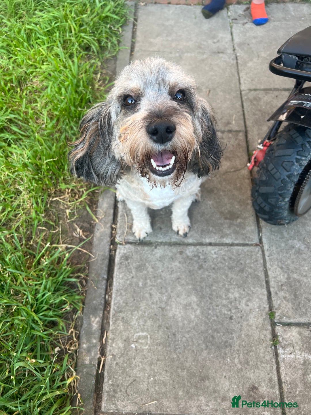 Sproodle dogs for sale: Sproodle puppies - Advert 14