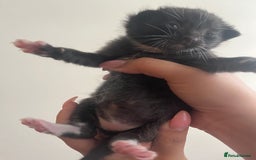 Domestic Shorthair cats for sale: Three domestic shorthair for sale  - Image 5
