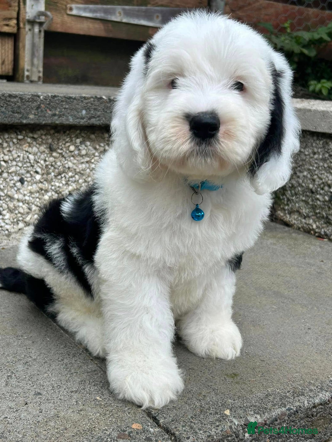 Sheepadoodle dogs for sale: unique midi sheepadoodle babies - Image 22