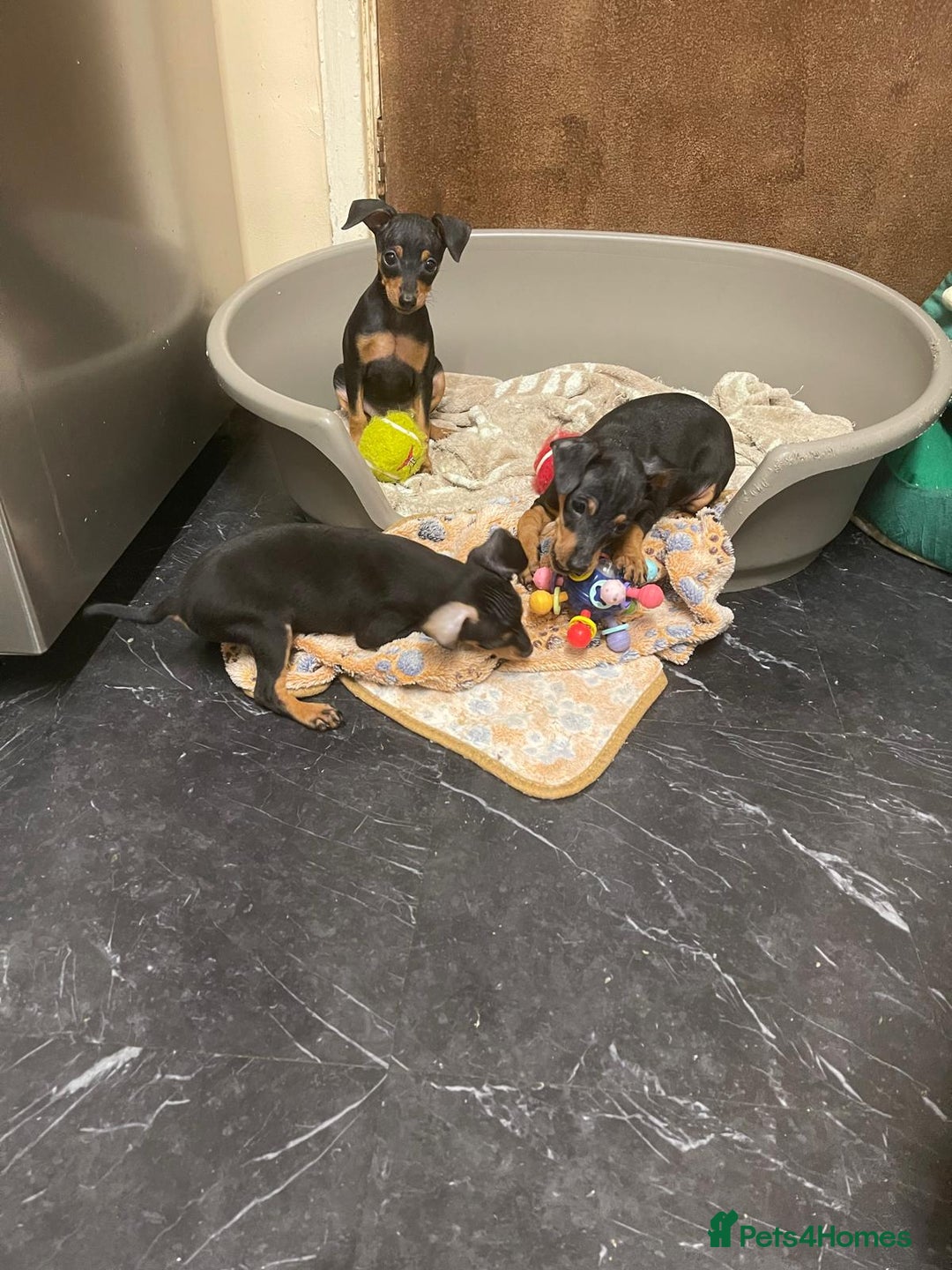 Miniature Pinscher dogs for sale: Beautiful Miniature Pinscher . - Advert 27