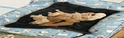 Goldendoodle dogs for sale: Multigen Double Doodle - Advert 17
