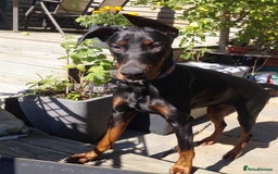 Dobermann dogs for sale: 10 Month, Doberman male  - Image 3