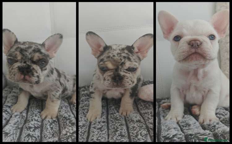 French Bulldog dogs - Advert 1