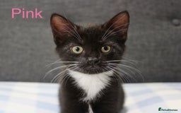 Domestic Shorthair cats for sale: Gorgeous Black/White Domestic Shorthairs Available - Image 11