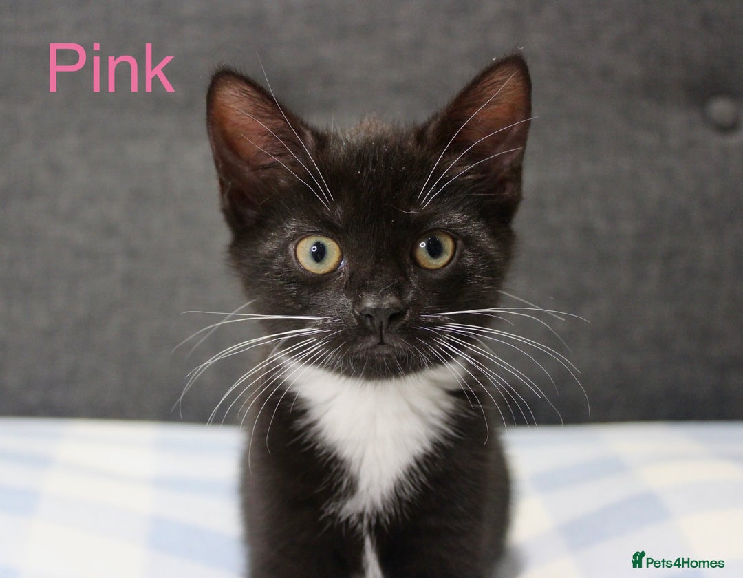 Domestic Shorthair cats for sale: Gorgeous Black/White Domestic Shorthairs Available - Image 11