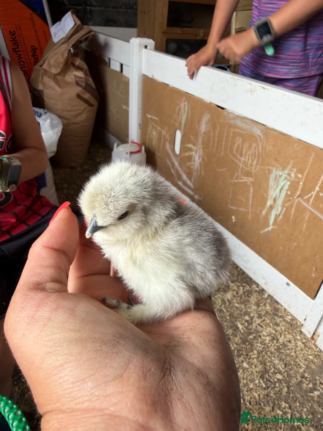 Chickens poultry for sale: 🐥🐣🥚USA Bearded silkies🐥Vorwerk🐥Brahmas🥚🐣🐥 - Advert 1