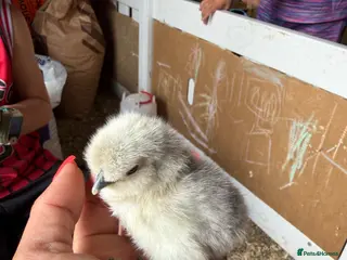 Chickens poultry 🐥🐣🥚USA Bearded silkies🐥Vorwerk🐥Brahmas🥚🐣🐥 - Advert 1