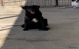 Mixed Breed dogs for adoption: Merle, approx 1 yr old. Available for adoption. - Image 1