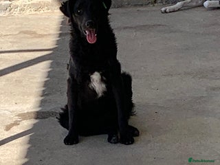 Mixed Breed dogs - Advert 15