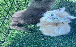 Maine Coon cats for sale: TICA REGISTERED champion Mainecoon kittens in Tring - Image 20