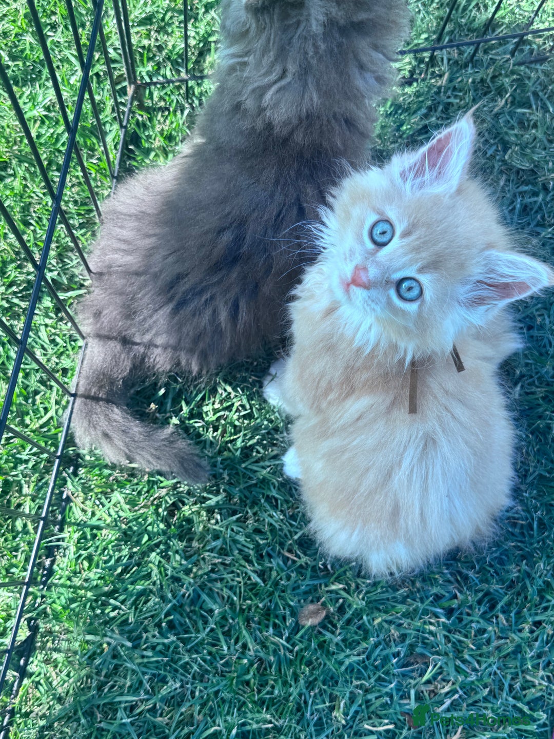 Maine Coon cats for sale: TICA REGISTERED champion Mainecoon kittens in Tring - Image 20