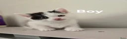 Mixed Breed cats for sale: Very soft, fluffy, sociable kittens - Advert 6