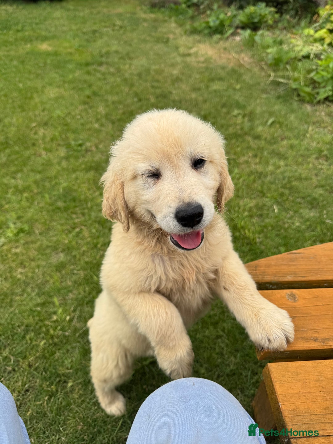 Golden Retriever dogs for sale: Healthy well socialised calm KC puppies - Image 19