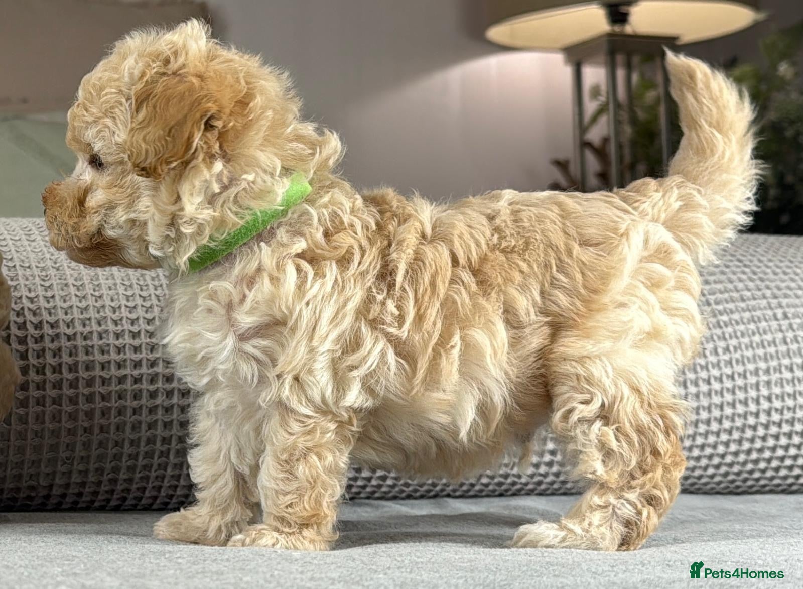 Maltipoo dogs BEAUTIFUL MALTIPOOS FROM DNA TESTED CLEAR PARENTS  - Advert 2