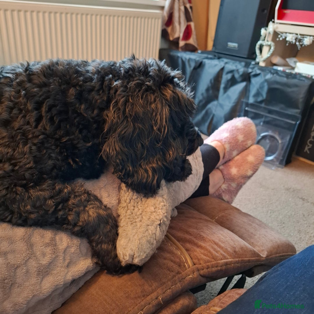 Cockapoo dogs for sale: In a lovely new home - Image 5