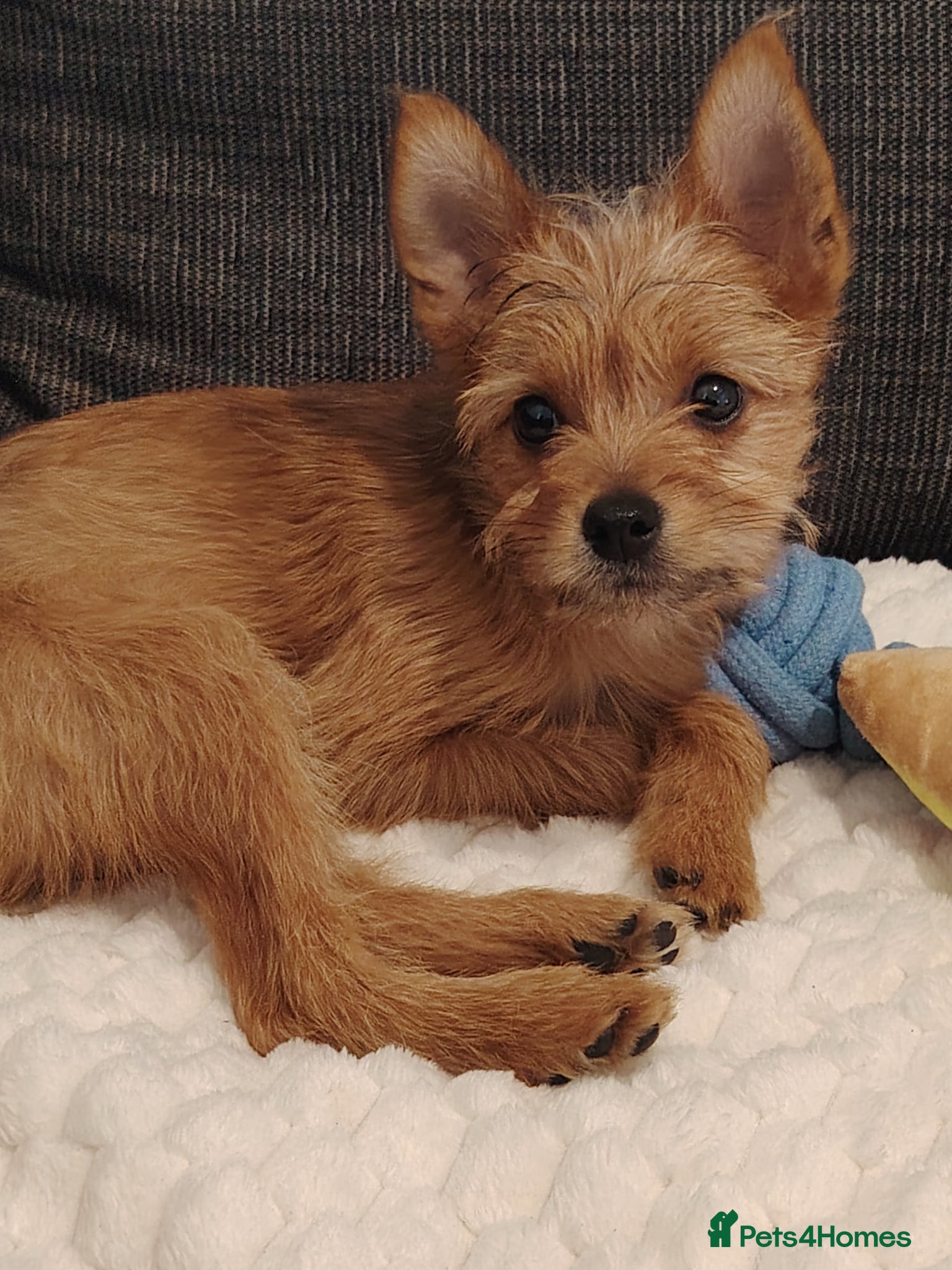 Mixed Breed dogs for sale: Terrier mix with Pomeranian puppy - Advert 4