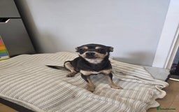 Chihuahua dogs for sale: Chihuahua pedigree pups. Not KC. - Image 6