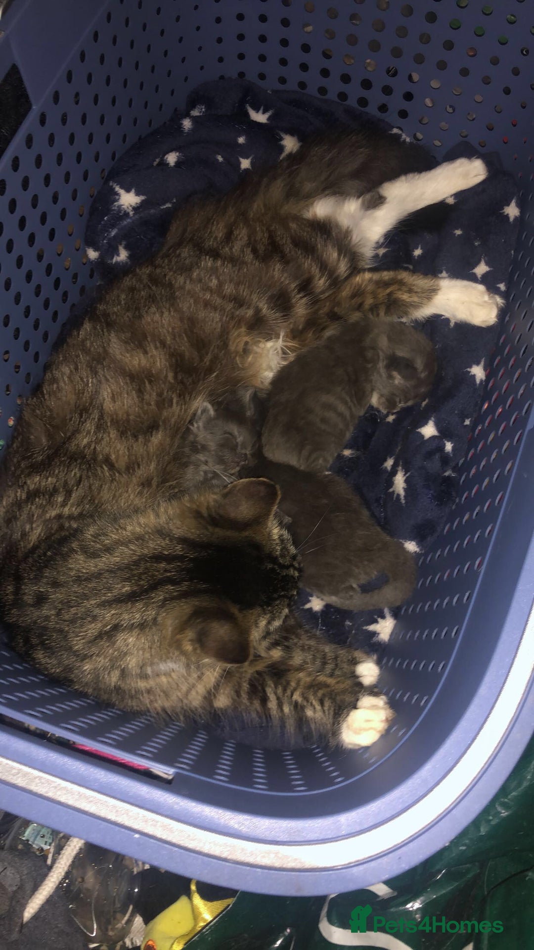 Mixed Breed cats for sale: 2 blue kittens  - Image 4
