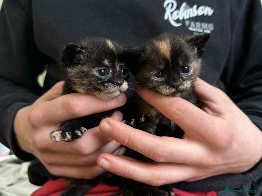 Mixed Breed birds for sale: Loving kittens - Advert 3