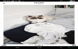 Persian cats for sale: Pure persian - Image 5