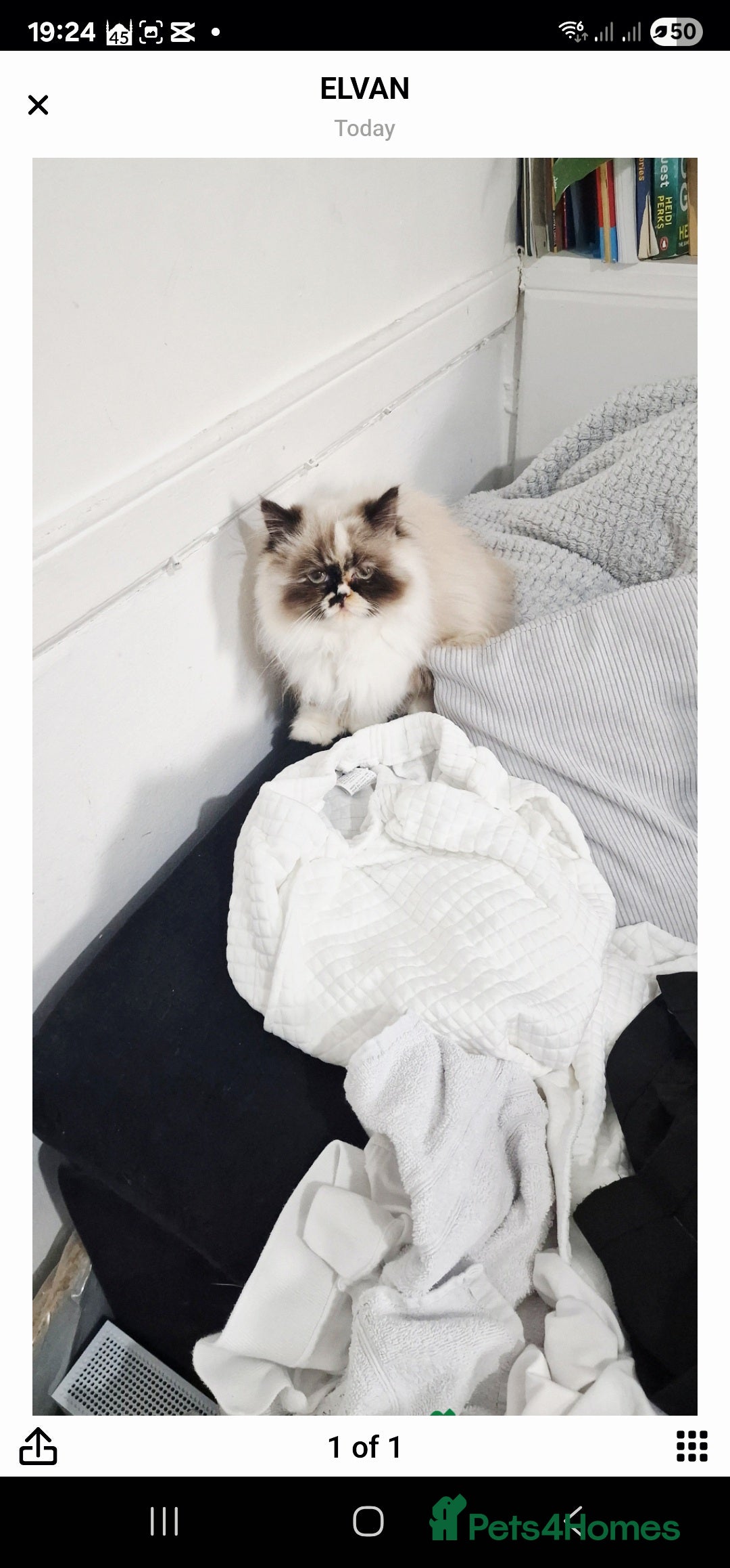 Persian cats for sale: Pure persian - Image 5