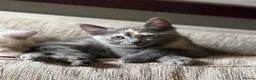 Mixed Breed cats for sale: Gorgeous Kittens *Ready Now* - Advert 10